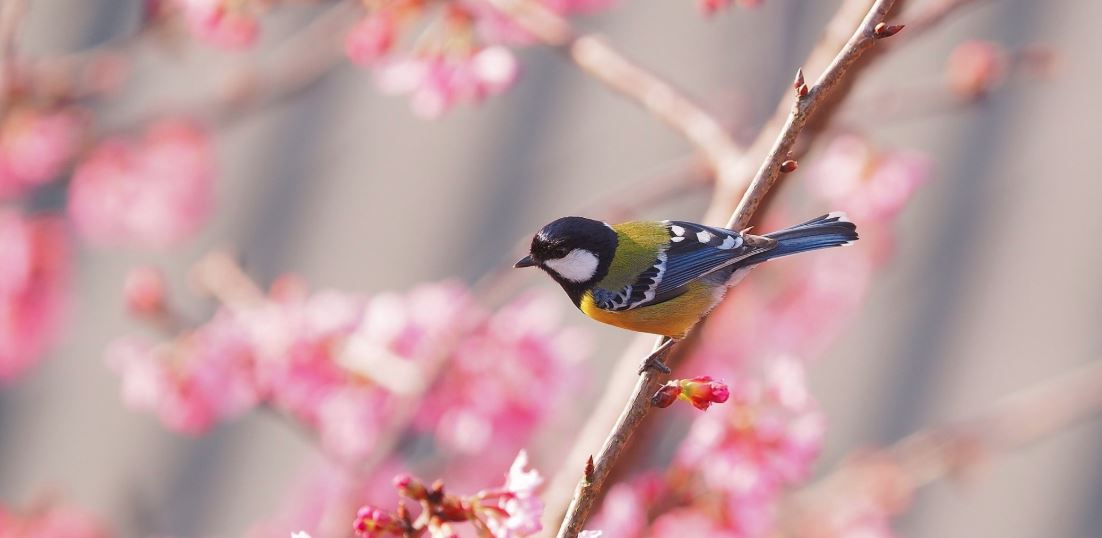 Springtime